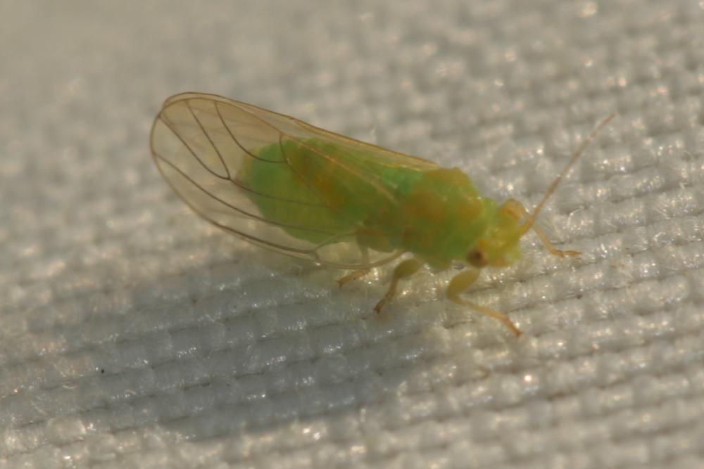  Acizzia jamatonica (Kuwayama, 1908)