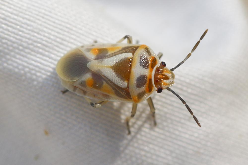 Eurydema ornata (Linnaeus, 1758)