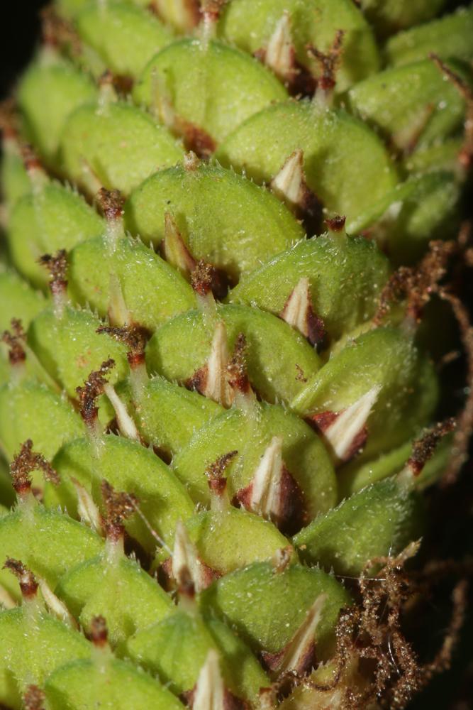Laîche hérissée Carex hispida Willd., 1801