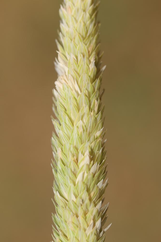Alpiste aquatique Phalaris aquatica L., 1755