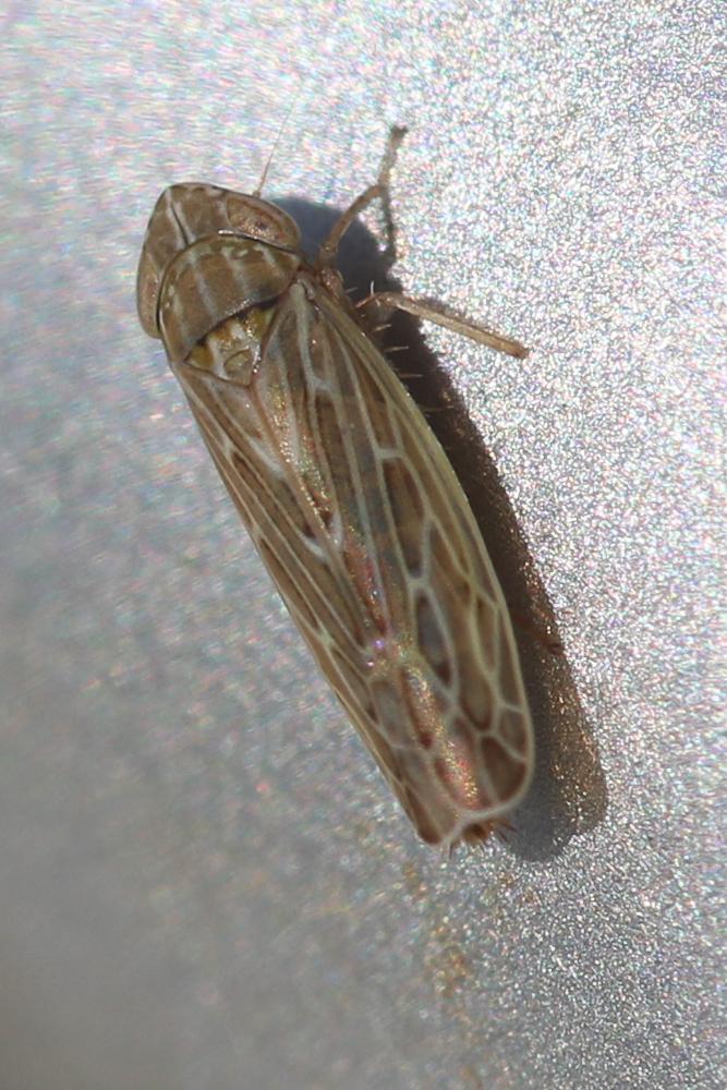Arocephalus longiceps (Kirschbaum, 1868)