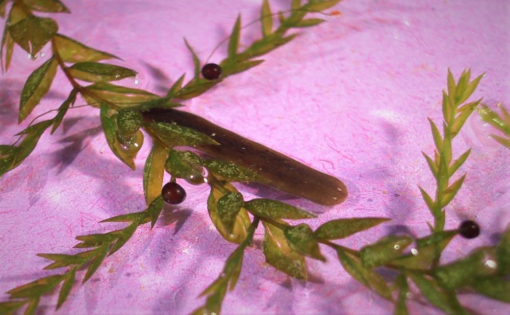 Schmidtea lugubris Schmidt, 1861