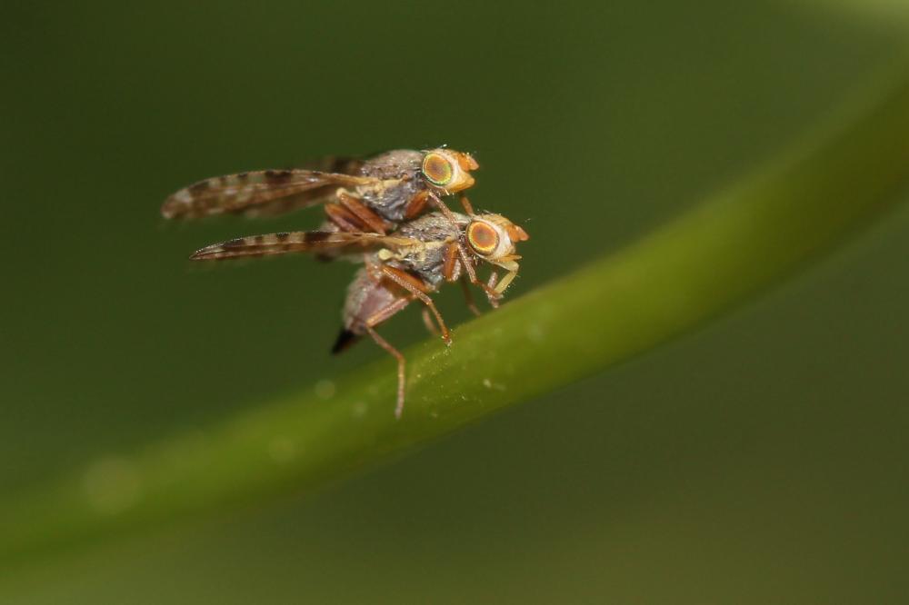 Dioxyna bidentis (Robineau-Desvoidy, 1830)
