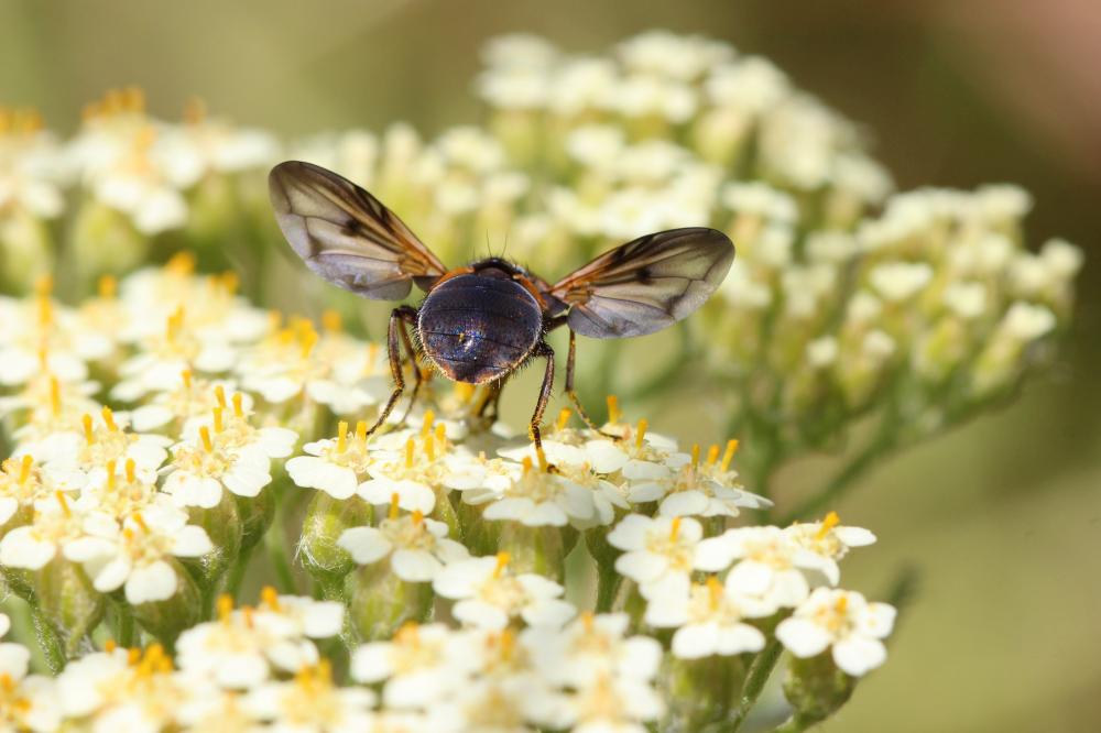 Ectophasia crassipennis (Fabricius, 1794)