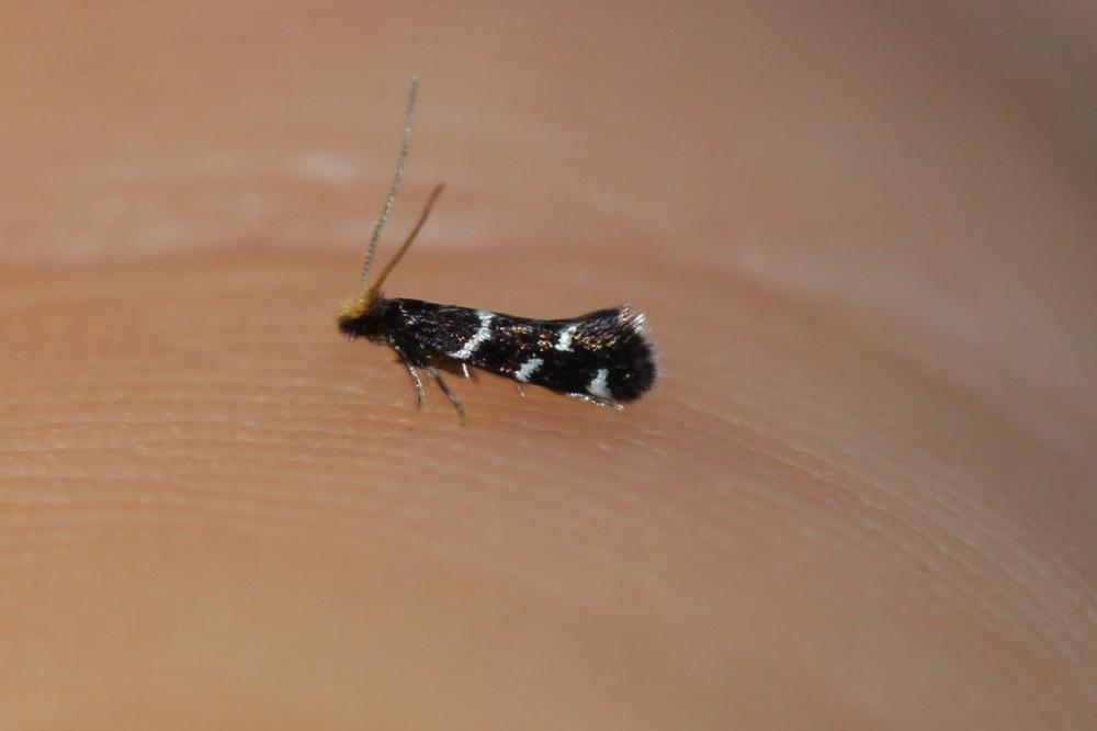 Eudarcia Clemens, 1860