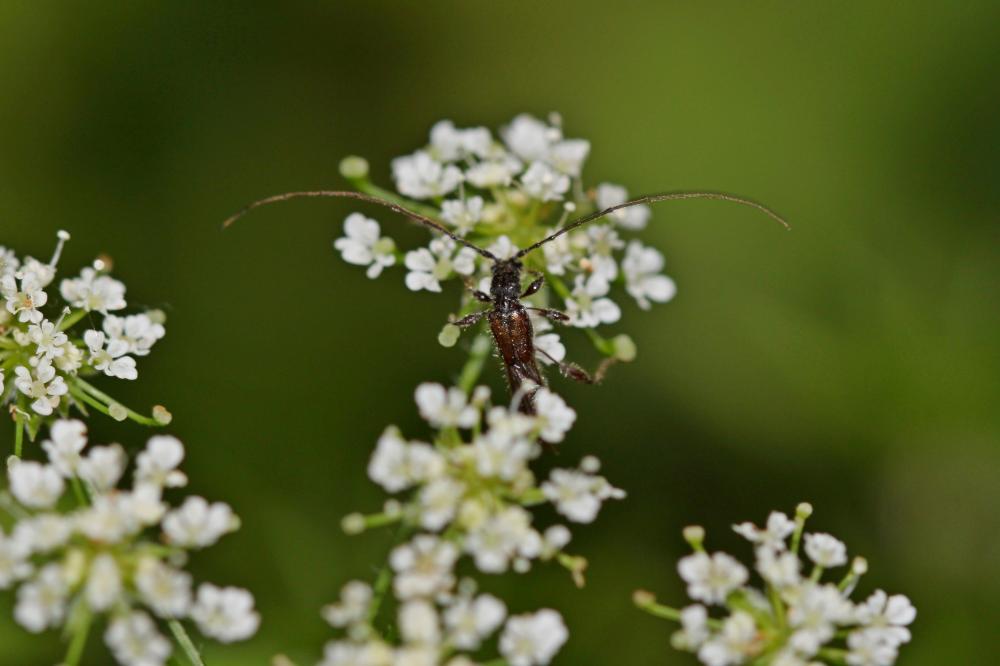 Glaphyra umbellatarum (Schreber, 1759)