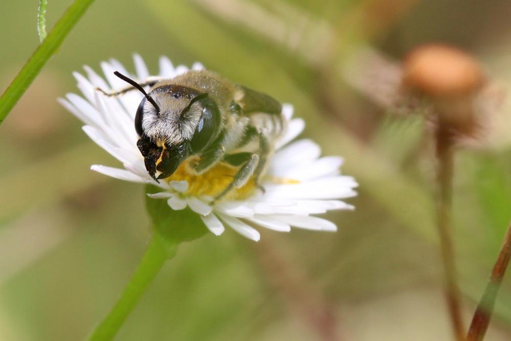 Hoplitis cristatula (van der Zanden, 1990)