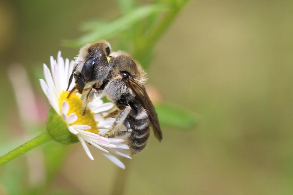  Hoplitis cristatula (van der Zanden, 1990)