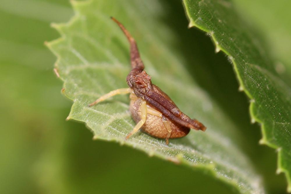 Thomise tronqué Pistius truncatus (Pallas, 1772)