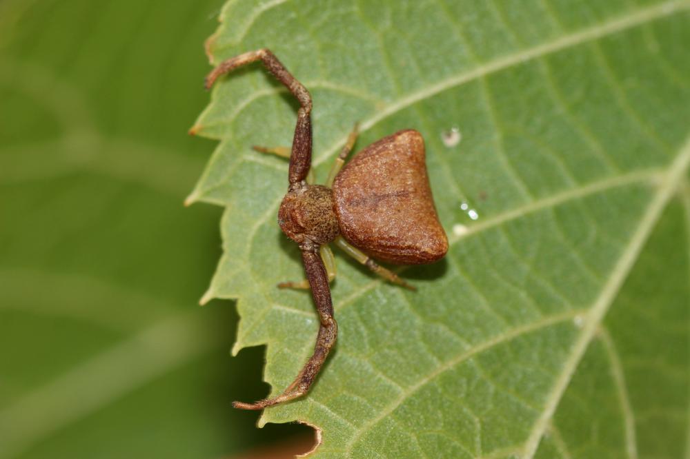 Thomise tronqué Pistius truncatus (Pallas, 1772)