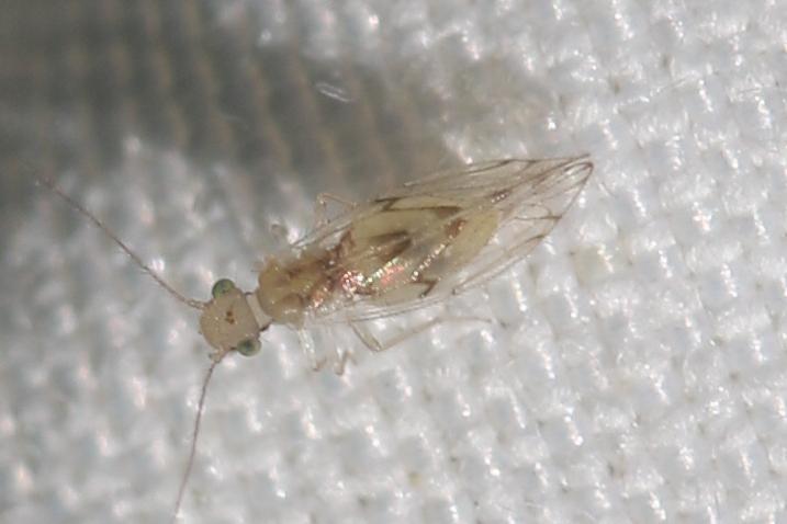 Trichopsocus dalii (McLachlan, 1867)