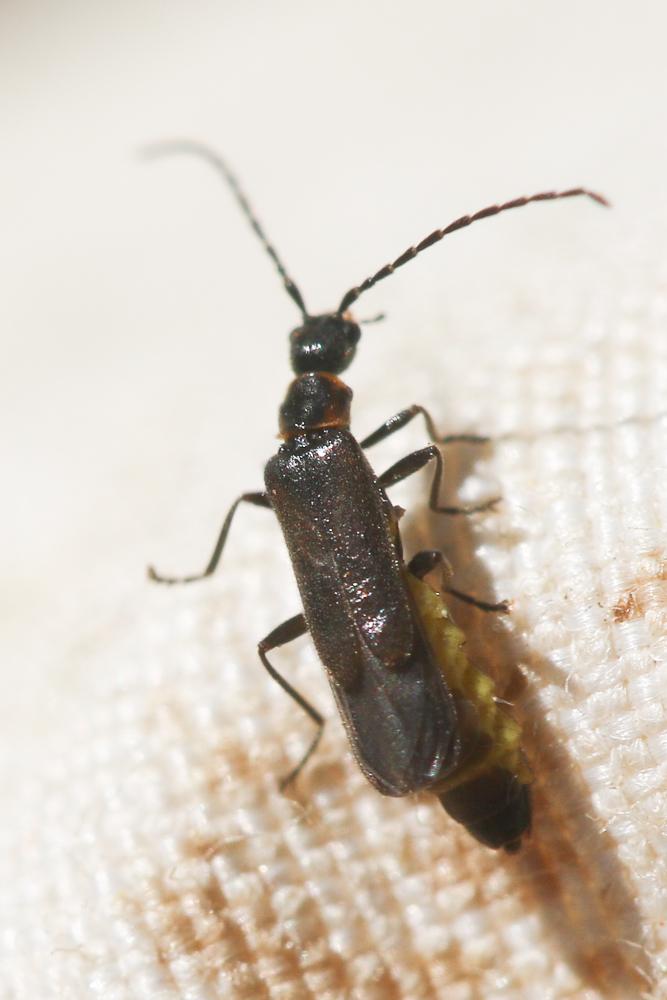 Malthodes Kiesenwetter, 1852