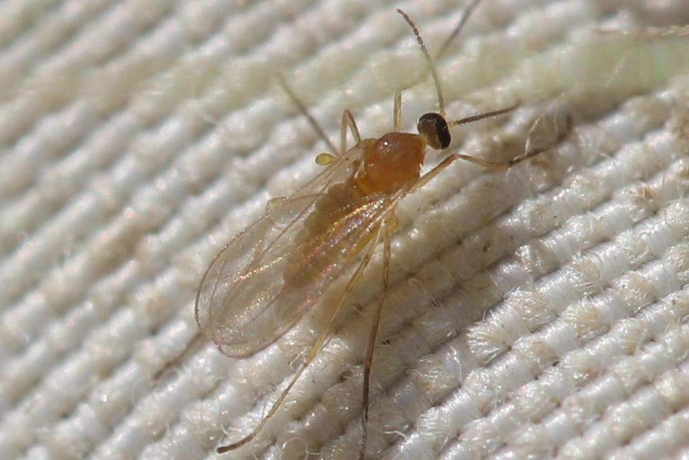  Dasineura fraxini (Bremi, 1847)