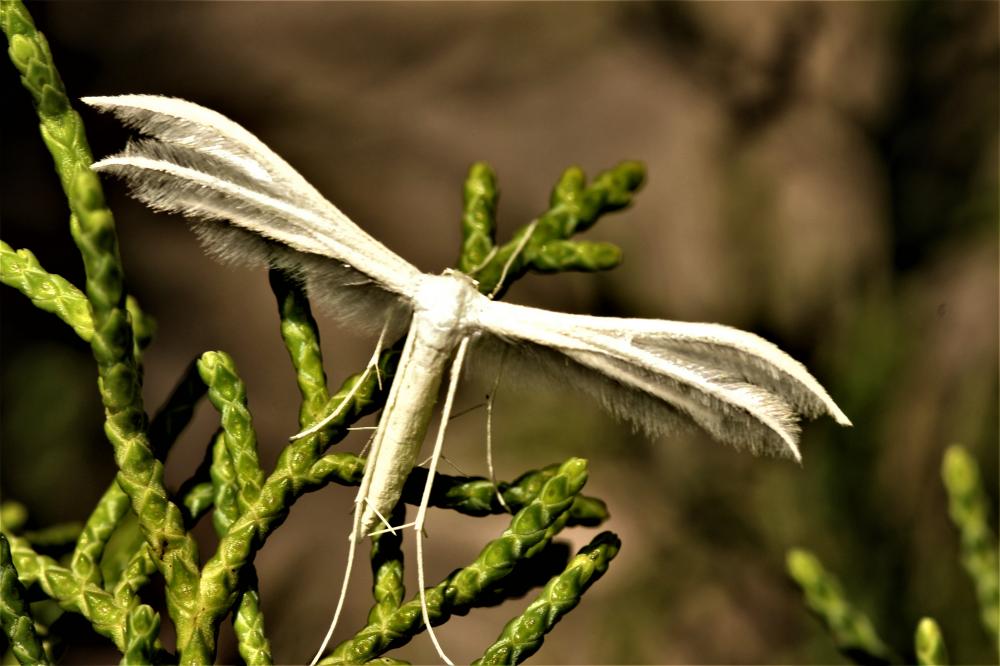  Pterophorus pentadactylus (Linnaeus, 1758)