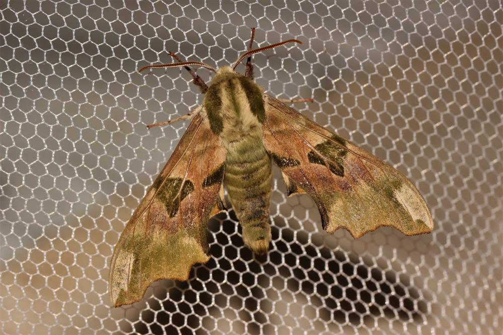 Sphinx du Tilleul (Le) Mimas tiliae (Linnaeus, 1758)