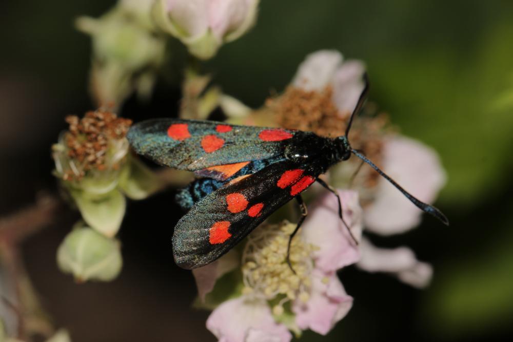 Zygène des bois (La), Zygène du Trèfle-de-montagne Zygaena lonicerae (Scheven, 1777)