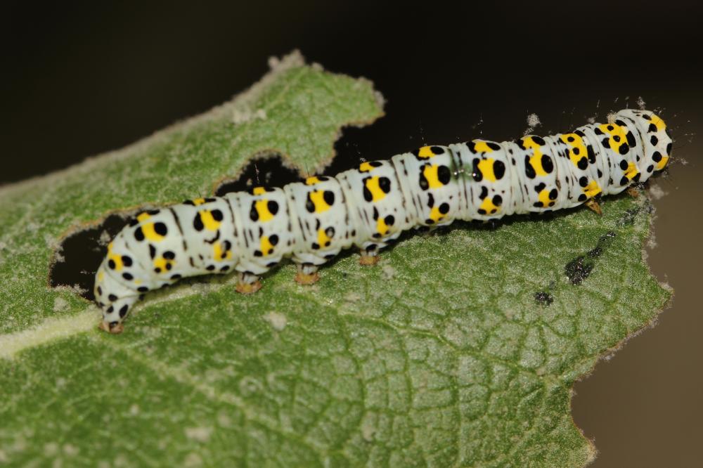  Shargacucullia verbasci verbasci (Linnaeus, 1758)