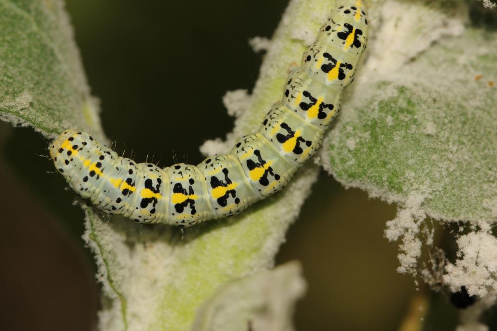  Shargacucullia verbasci verbasci (Linnaeus, 1758)
