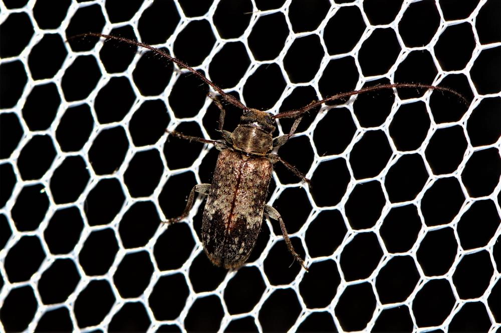 Exocentrus adspersus Mulsant, 1846