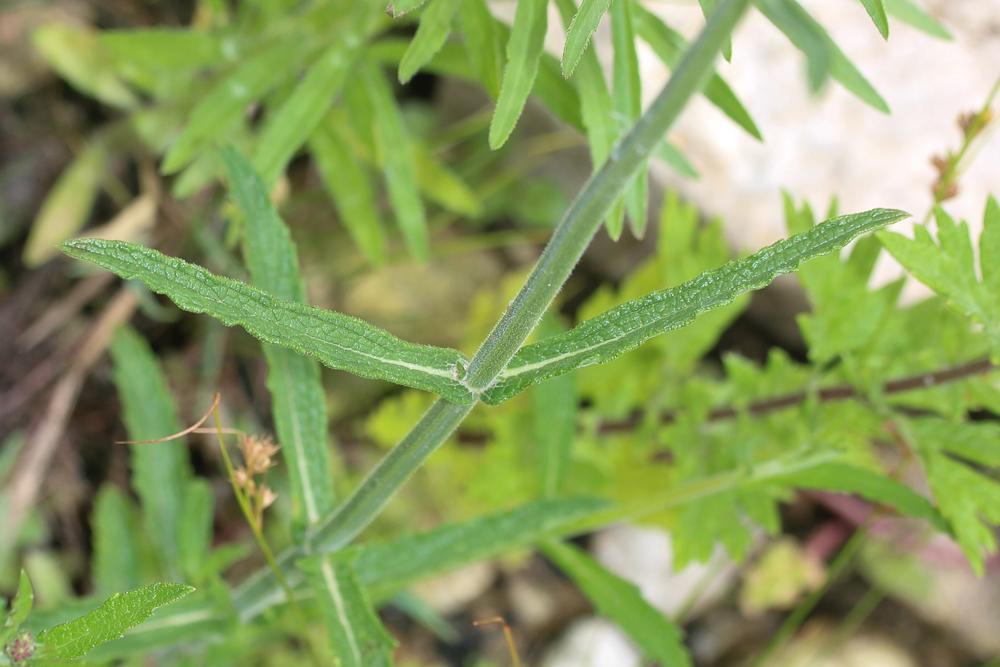 Verveine Verbena bonariensis L., 1753