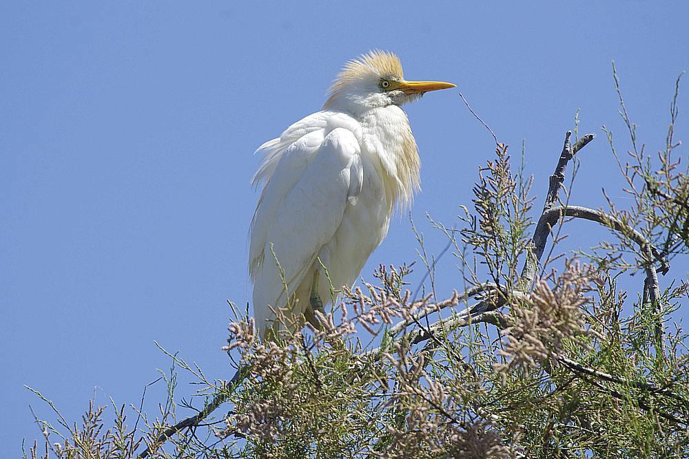 Héron garde-boeufs Bubulcus ibis (Linnaeus, 1758)