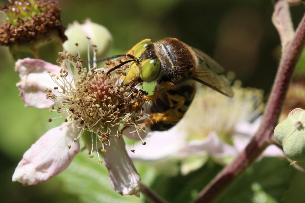 Bembix rostrata (Linnaeus, 1758)