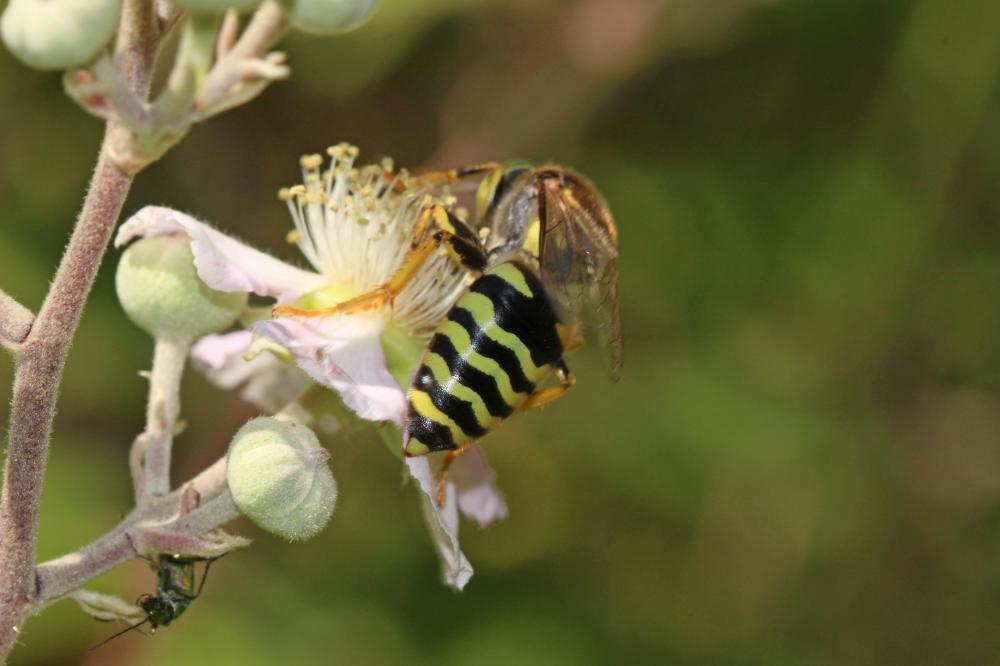 Bembix rostrata (Linnaeus, 1758)