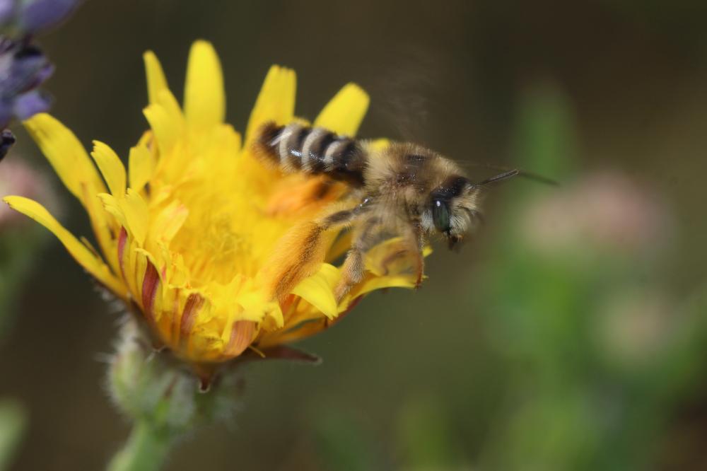 Dasypoda hirtipes (Fabricius, 1793)