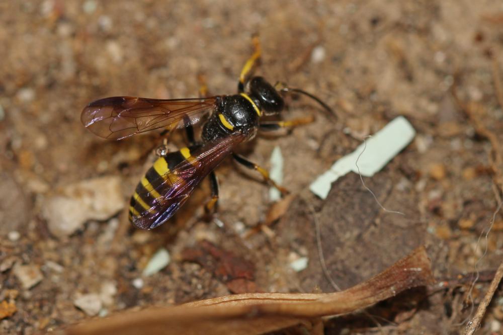  Gorytes planifrons (Wesmael, 1852)