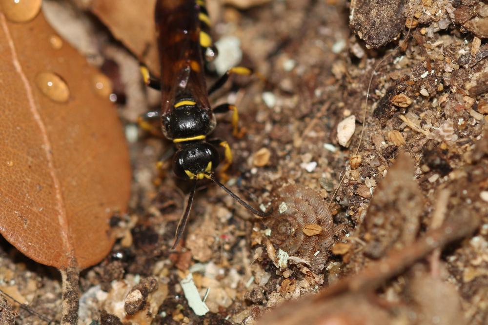 Gorytes planifrons (Wesmael, 1852)