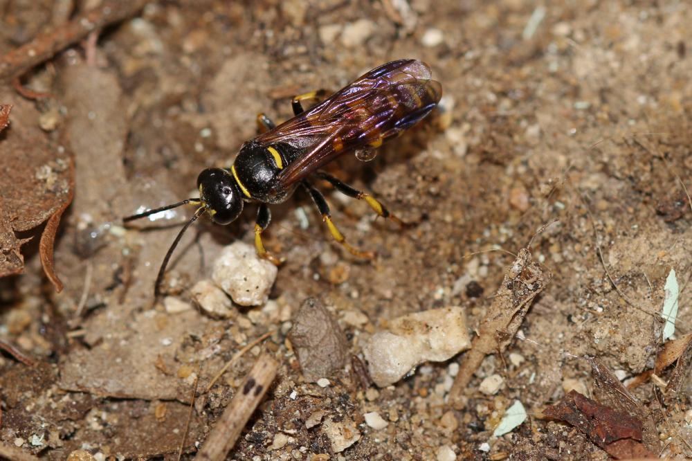 Gorytes planifrons (Wesmael, 1852)