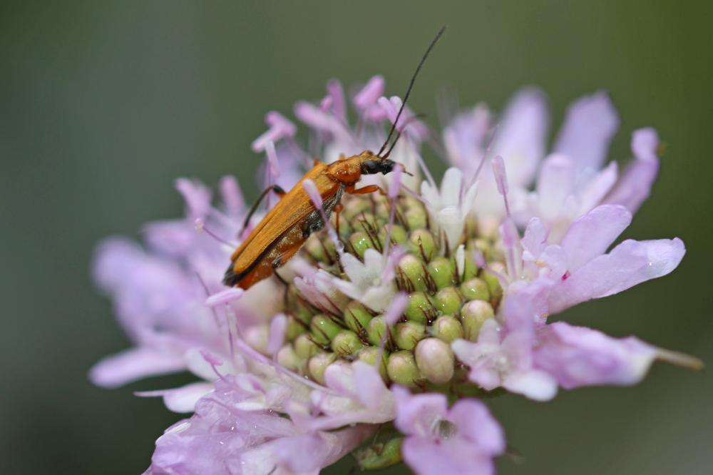 Oedemère ochracée Oedemera podagrariae (Linnaeus, 1767)