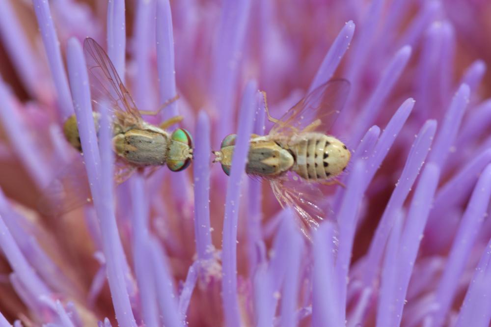 Terellia fuscicornis (Loew, 1844)