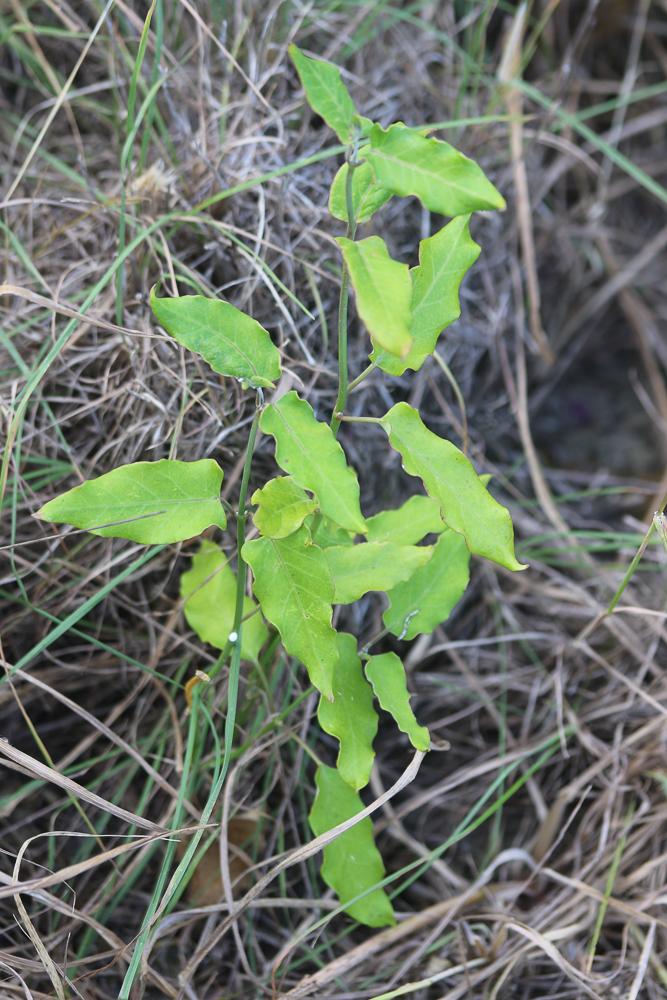 Araujia Araujia sericifera Brot., 1818