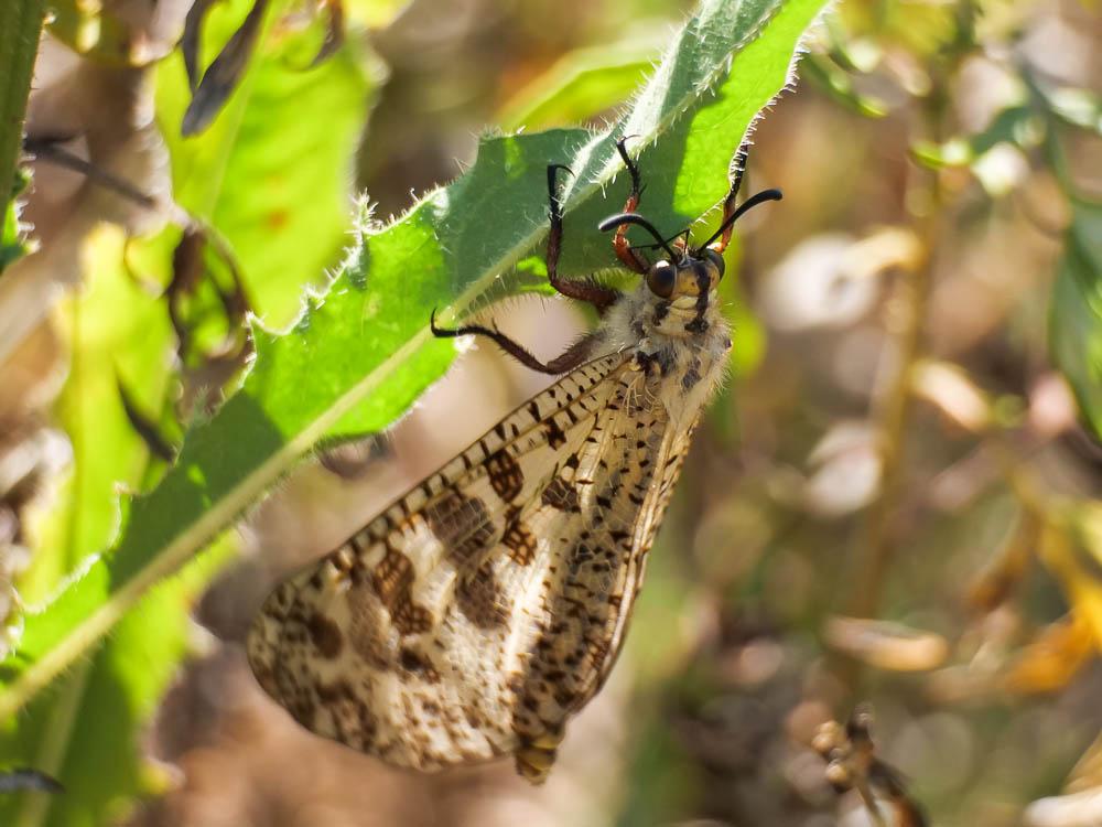  Palpares libelluloides (Linnaeus, 1764)