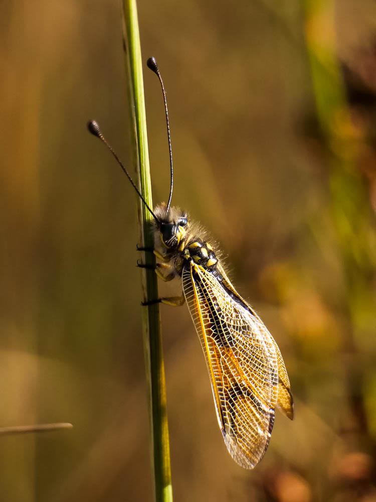 Ascalaphe ambré Libelloides longicornis (Linnaeus, 1764)