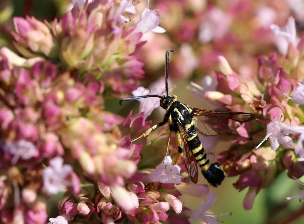 Sésie vespiforme Synanthedon vespiformis (Linnaeus, 1760)
