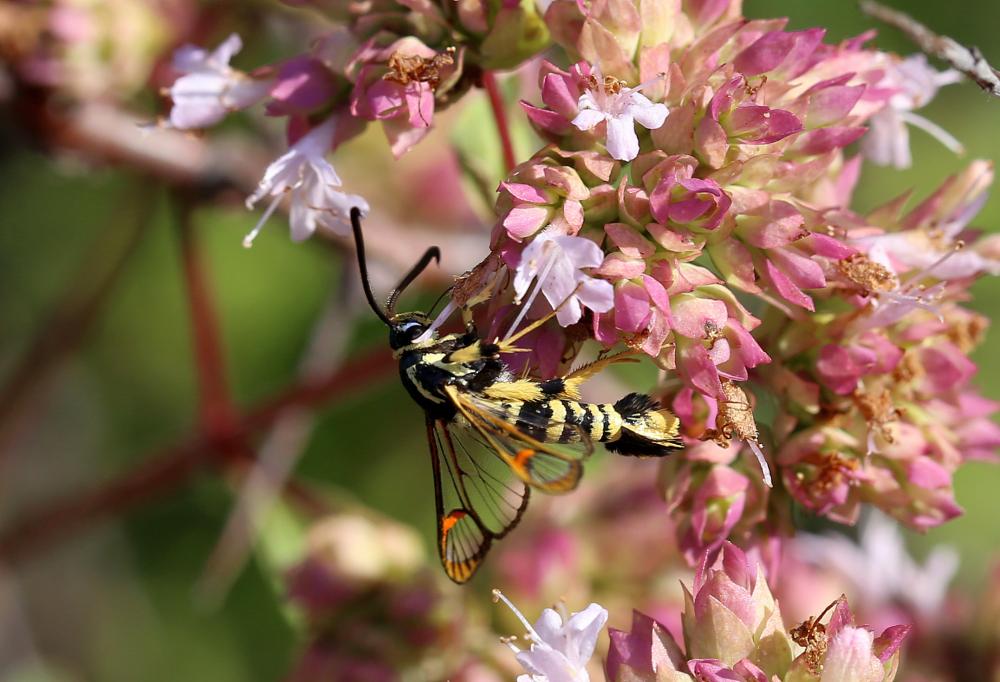 Sésie vespiforme Synanthedon vespiformis (Linnaeus, 1760)