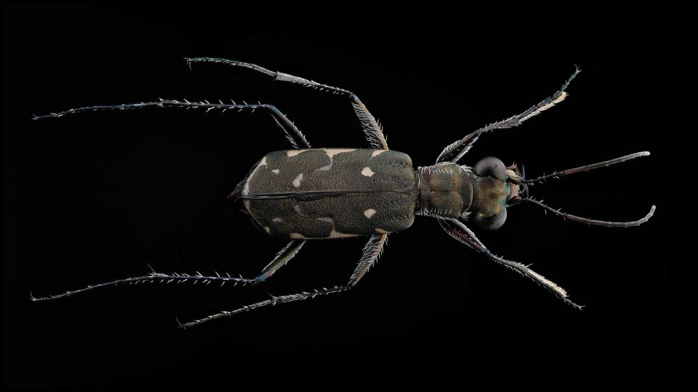 Myriochila melancholica (Fabricius, 1798)