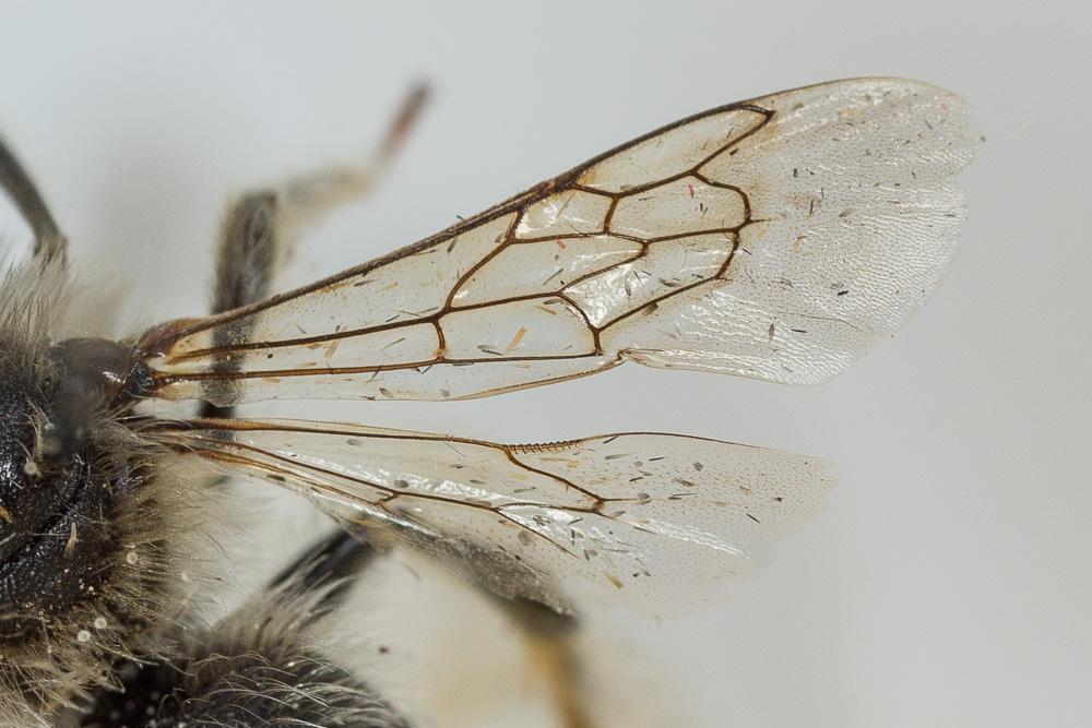 Eucère à face noire Eucera nigrifacies Lepeletier, 1841