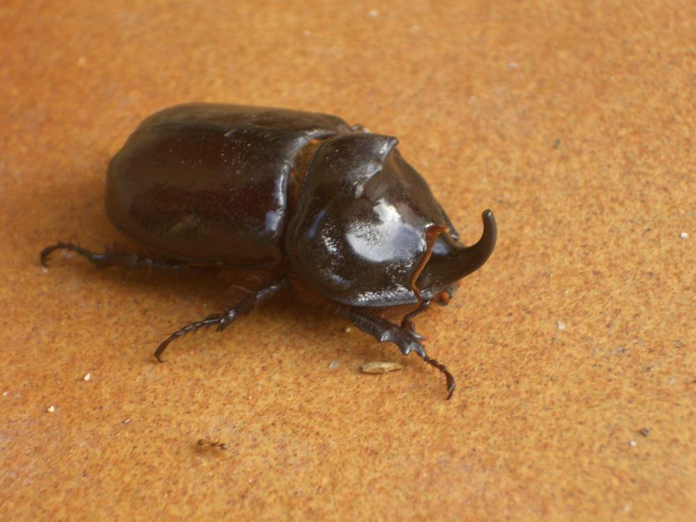 Scarabée rhinocéros européen, Rhinocéros Oryctes nasicornis (Linnaeus, 1758)