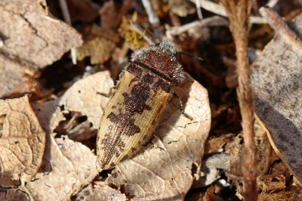 Acméodère de la Piloselle Acmaeodera pilosellae (Bonelli, 1812)