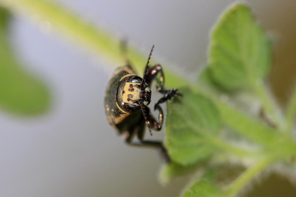 Bupreste à neuf tâches Buprestis novemmaculata Linnaeus, 1767