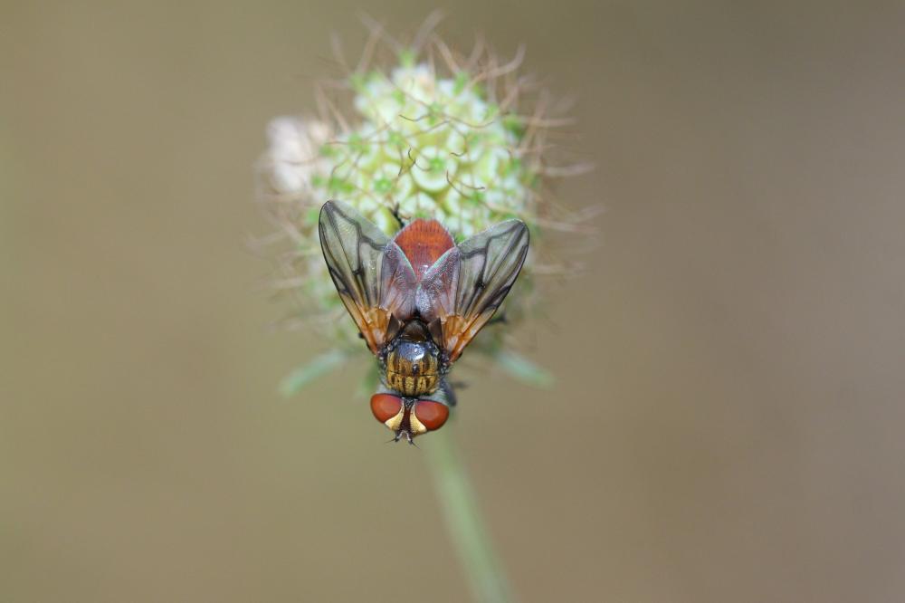 Ectophasia oblonga (Robineau-Desvoidy, 1830)