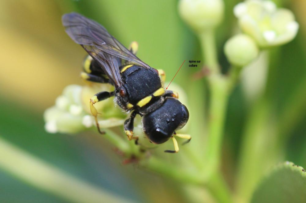 Ectemnius continuus (Fabricius, 1804)
