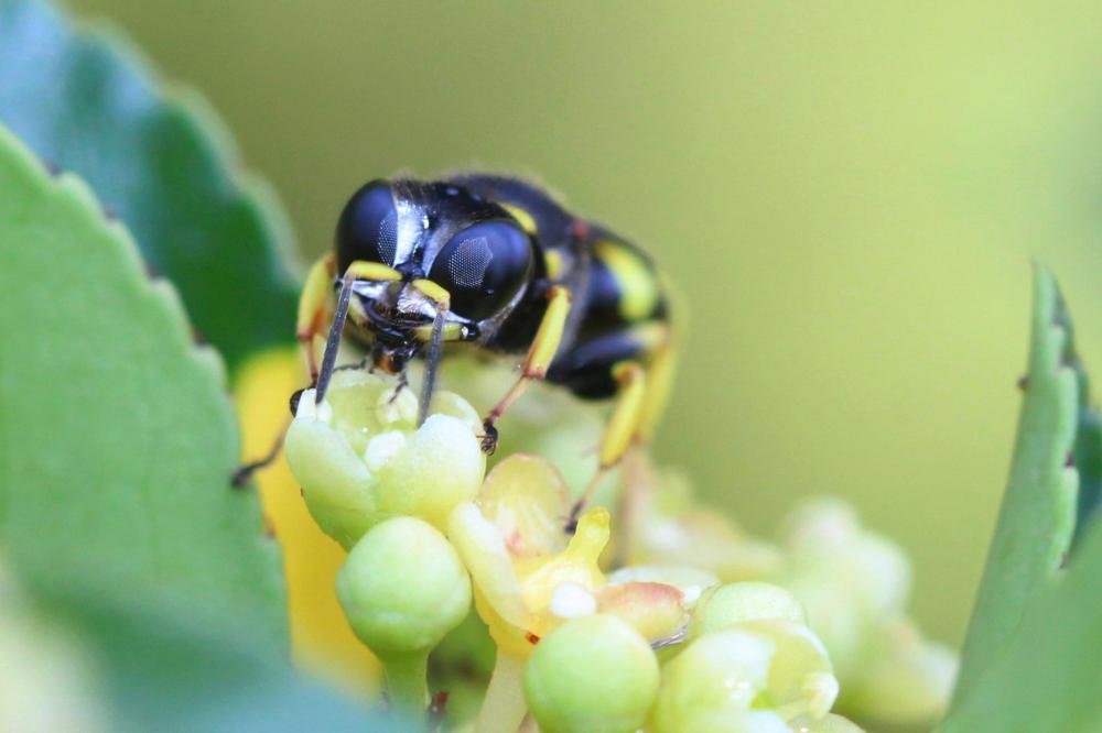 Ectemnius continuus (Fabricius, 1804)