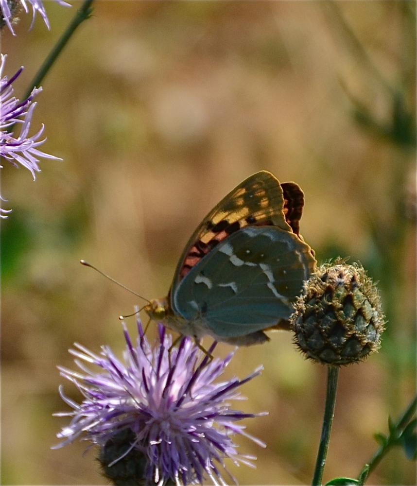 Cardinal (Le), Pandora (Le), Nacré turquoise (Le) Argynnis pandora (Denis & Schiffermüller, 1775)