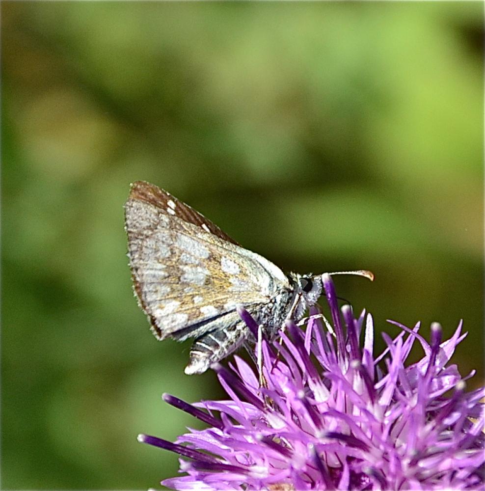  Pyrgus carthami carthami (Hübner, 1813)