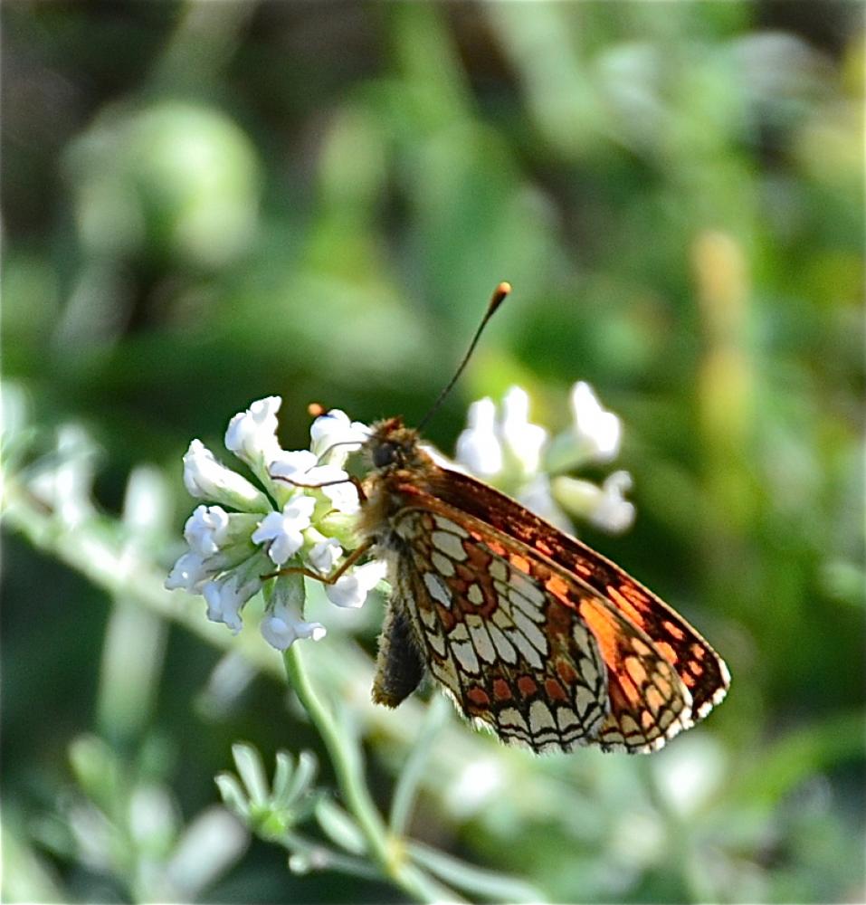 Mélitée de la Lancéole (La), Mélitée des Scabieuse Melitaea parthenoides Keferstein, 1851