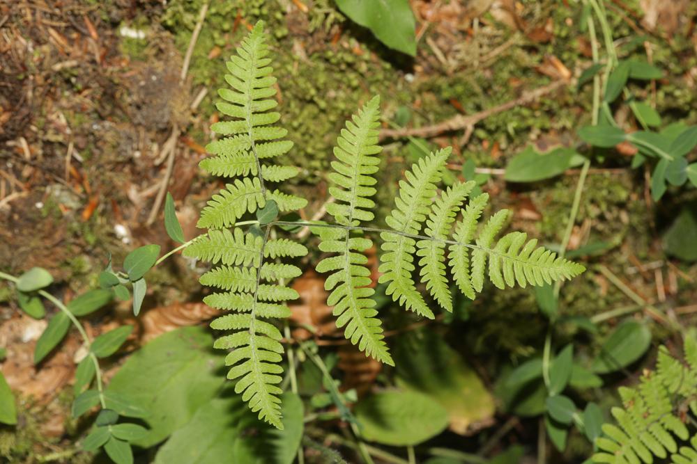 Polypode du calcaire Gymnocarpium robertianum (Hoffm.) Newman, 1851
